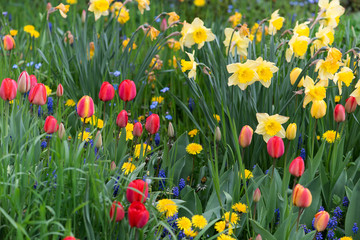 tulipes et fleurs au printemps