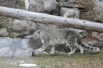 animales varios  © Miguel