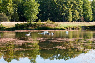 white swans with small swans on the lake