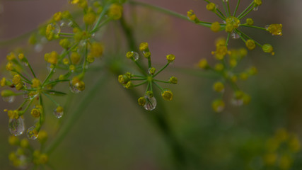 Dew drops on green and yellow plant
