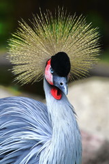 Portrait eines Kronenkranichs