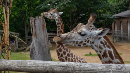 two giraffes heads in zoo