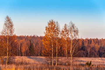 Autumn landscape with autumn leaf colours. Nature.
