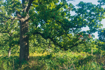 Fototapeta premium large oak tree in a field 
