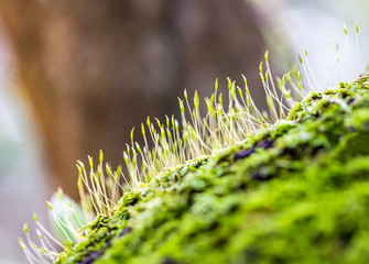 Moss in natutre for background