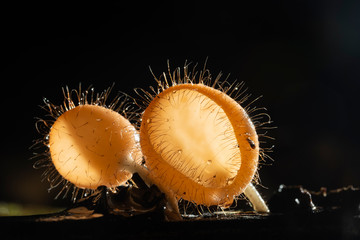 The beautiful champagne mushrooms in rainforest.