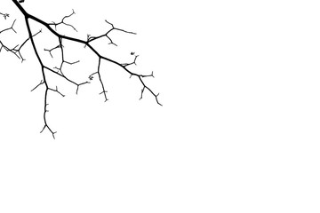 branch of tree silhouette on white background