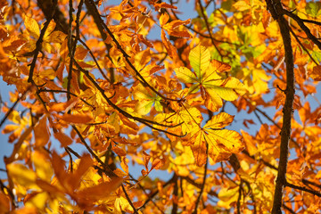 Bright autumnal background with colorful leaves of a chestnut tree seen from below against the blue sky on a beautiful sunny autumn day in October in Germany