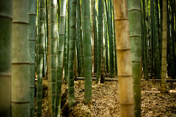 Bamboo wood
