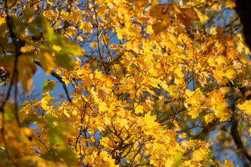 Bright autumnal background with colorful leaves of a maple tree seen from below against the blue sky on a beautiful sunny autumn day in October in Germany