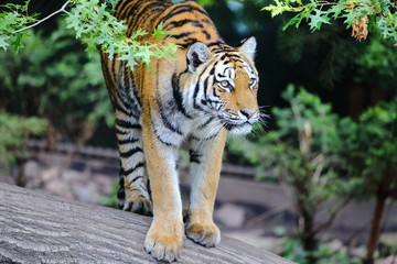 Lauernder Tiger
