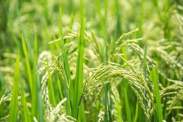 Macro photography of the rice fields of Sapa. Vietnam
