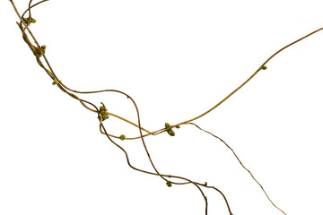 Huge vines liana plant jungle tree branches isolated on white background, clipping path included