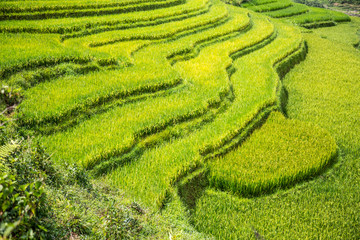 Detail and beautiful curves of the rice paddies of Sa Pa. Vietnam