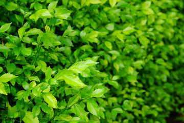 closeup green leaf of bush