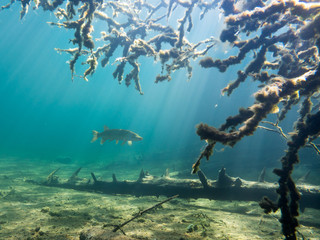 Pike in underwater scenery with sunrays