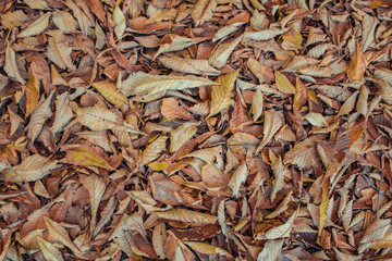 leaf texture, yellowed fallen leaves, chestnut leaves, autumn