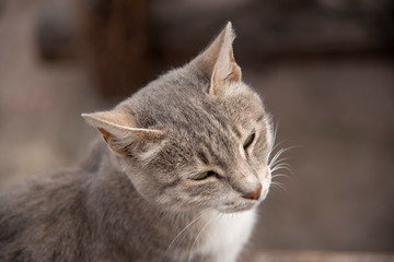 Muzzle sleepy cat on a blurred background.
