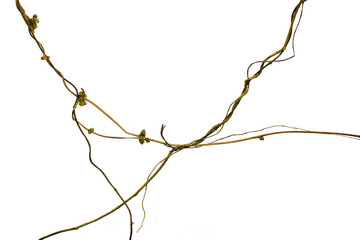 Spiral twisted jungle tree branch, vine liana plant isolated on white background, clipping path...