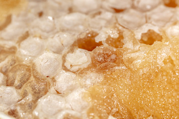 Bee honey in honeycombs as a background