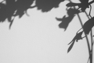 shadow of orchid on white wall background