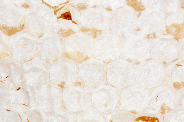 Bee honey in honeycombs as a background