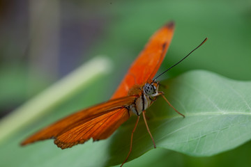 Butterfly on flower