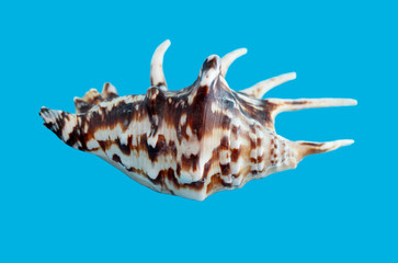 Sea shell isolated on a blue background
