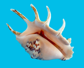 Obraz premium Sea shell isolated on a blue background