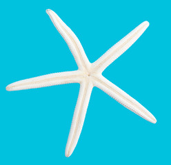 Sea shell of a star on a blue background
