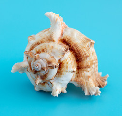 Sea shell isolated on a blue background