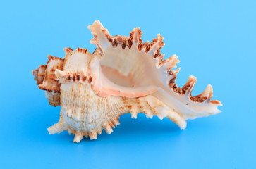 Obraz na płótnie Canvas Sea shell isolated on a blue background