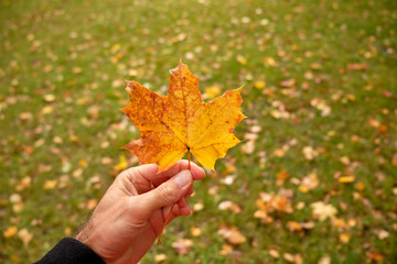 Caucasian male hand is holding a beautiful yellow and orange autumn leaf of a maple tree in front of a green meadow with more fall leaves in October in Germany