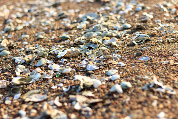 Oysters and shells of other mollusks thrown by a storm onto the sandy seashore.
