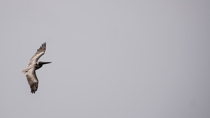 Pelican bird in flight