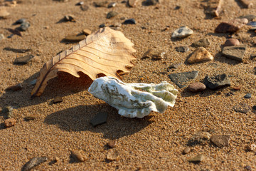 Oyster shell and autumn oak leaf close-up lying on a sandy coastline.