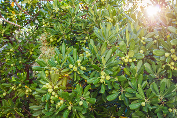 Pittosporum tobira with fruits and green leaves. Japanese cheesewood in the sunlight