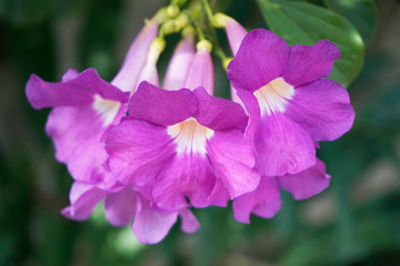 Fototapeta premium Purple Bignonia flowers blooming in the garden
