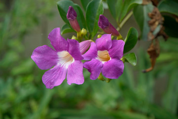 Fototapeta na wymiar Purple Bignonia flowers blooming in the garden