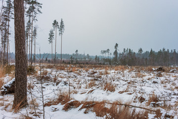 three pines and forest across the winter field