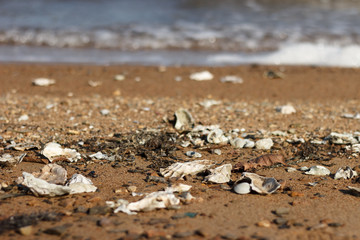 Sea shore with storm-thrown shells on the sand.