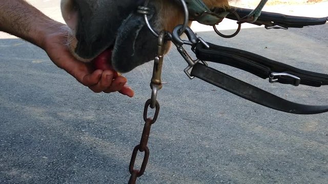 CLOSE UP Of A Horse Being Fed An Apple. SLOW MOTION