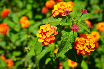 Yellow, orange and pink lantana flowers growing in the garden