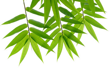 green bamboo leaf on white background