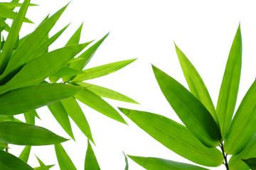 green bamboo leaf on white background