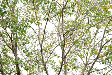 bodhi tree on white background