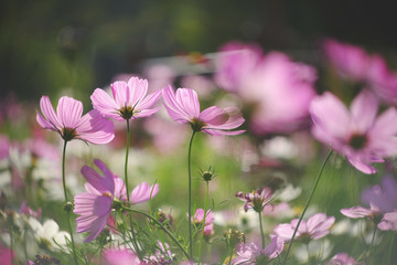 Field of cosmos flowers in the garden with swirly bokeh