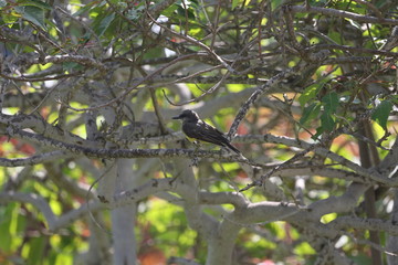 aves varias 