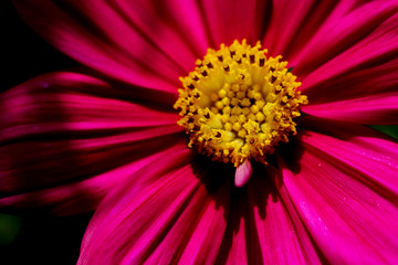 closeup yellow pollen of pink cosmos flower
