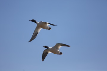 aves varias 
